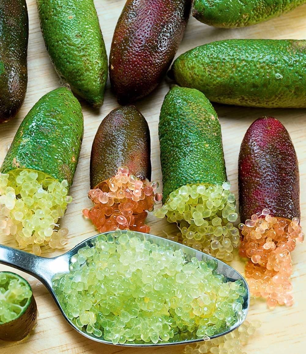 baldur-garten-kaviar-limette-exotische-zitruspflanze-im-12-cm-topf image 1
