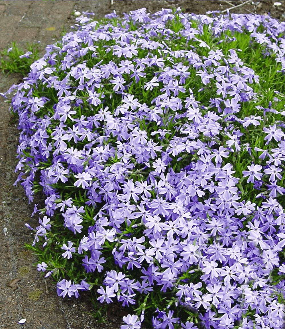 baldur-garten-19er-blau-wei-es-staudenbeet-pflanzen-im-9x9-cm-topf image 5