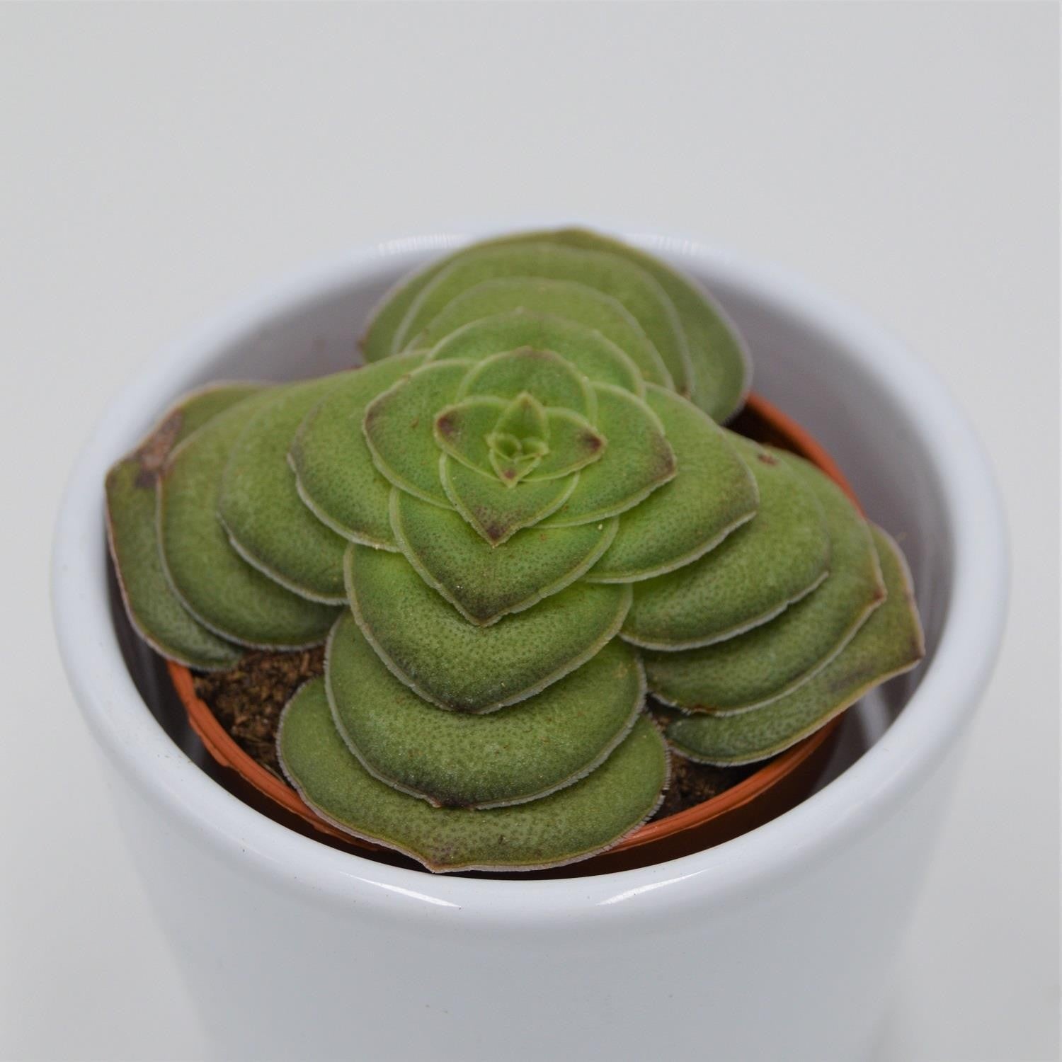 pasiora-crassula-capitella-v-turrita-sukkulente-5-5-cm-topf image 2