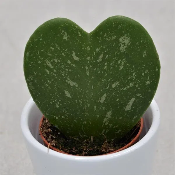 pasiora-hoya-kerrii-marmoriert-herzblatt-pflanze-5-5-cm-topf image 1