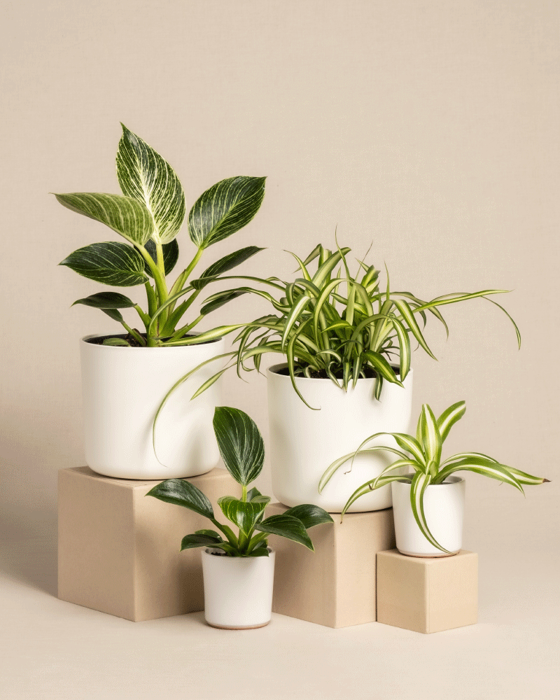 feey-familienzuwachs-set-4er-pflanzenset-philodendron-gr-nlilie image 7