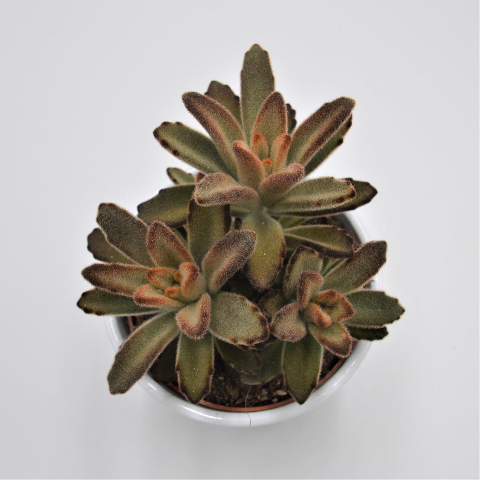 pasiora-kalanchoe-aida-brutblatt-10-5cm image 1