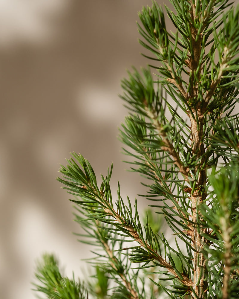 feey-tannenbaum-zuckerhutfichte-picea-glauca-december-im-topf image 6