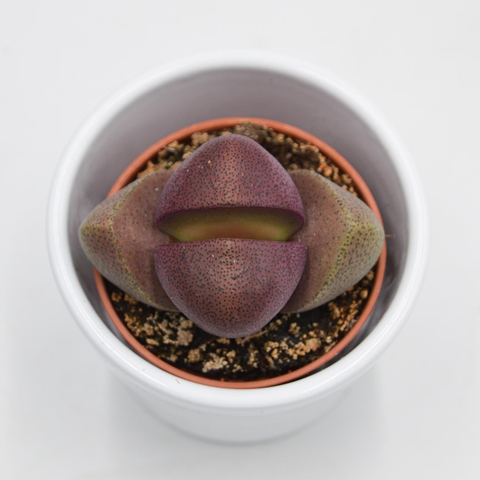 pasiora-pleiospilos-nelii-v-rubra-sukkulente-5-5cm-topf image 2