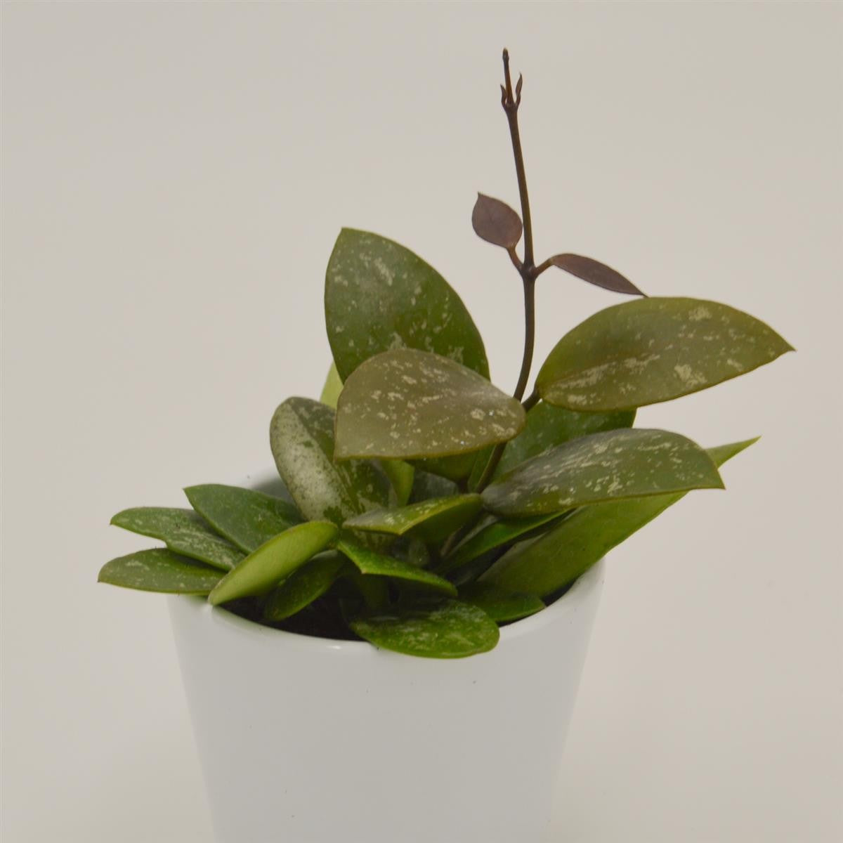 pasiora-hoya-rosita-porzellanblume-6cm-topf image 2