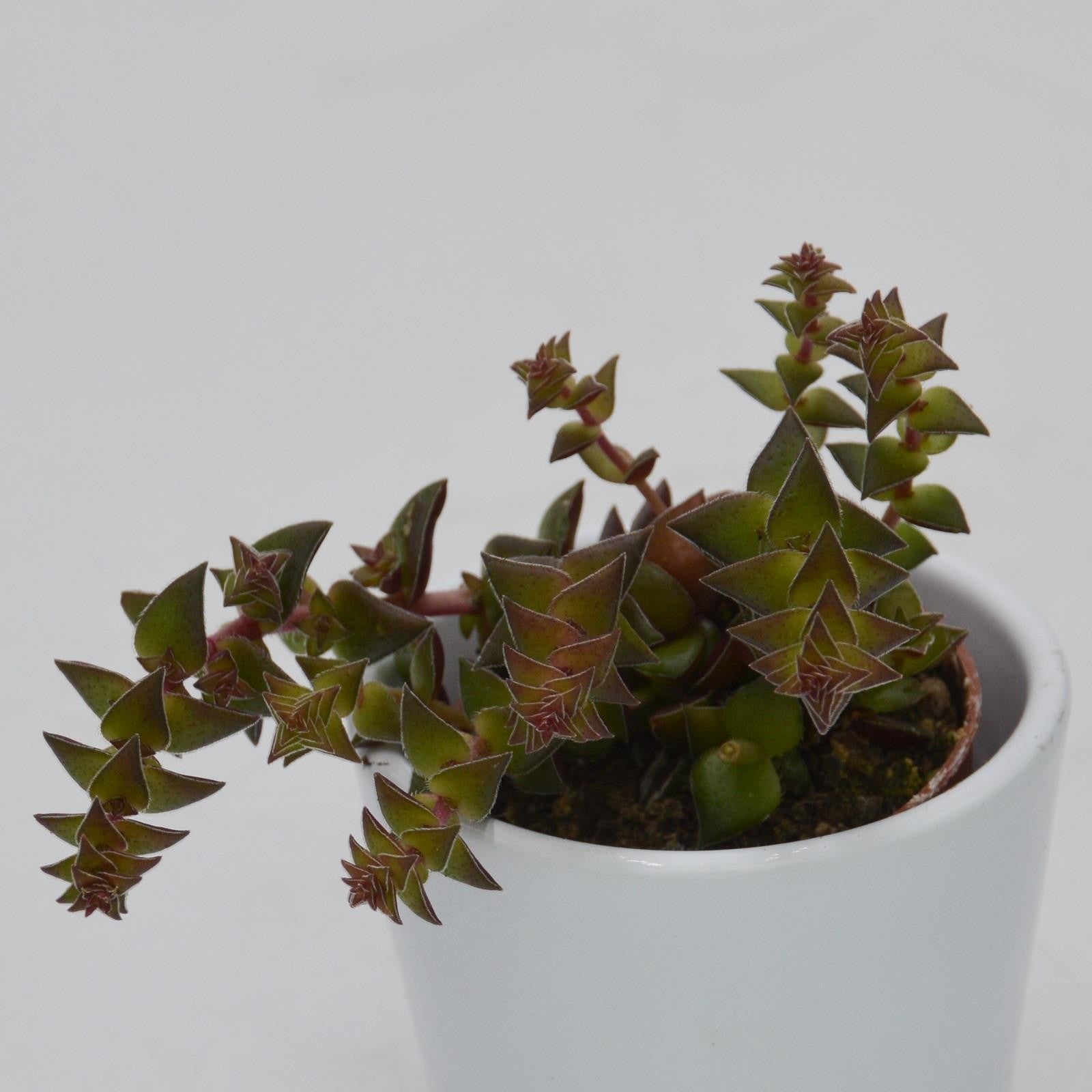 pasiora-crassula-corymbulosa-5-5cm-sukkulente image 3