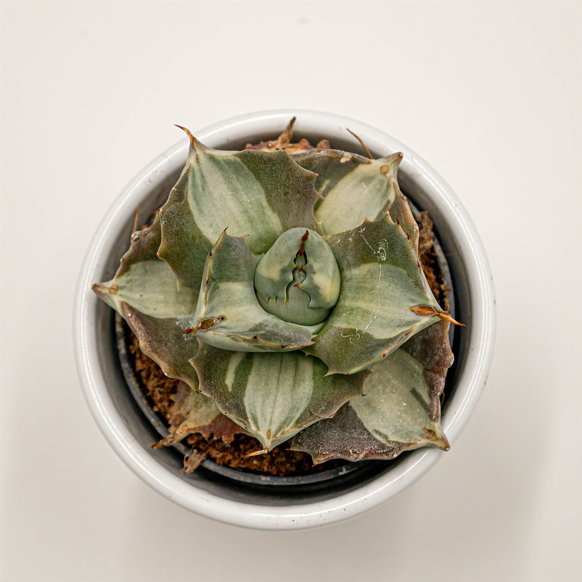 pasiora-agave-isthmensis-f-mediopicta-alba-6cm-topf image 1
