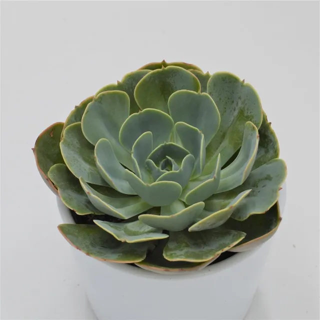 pasiora-echeveria-loves-light-sukkulente-9cm-topf image 1
