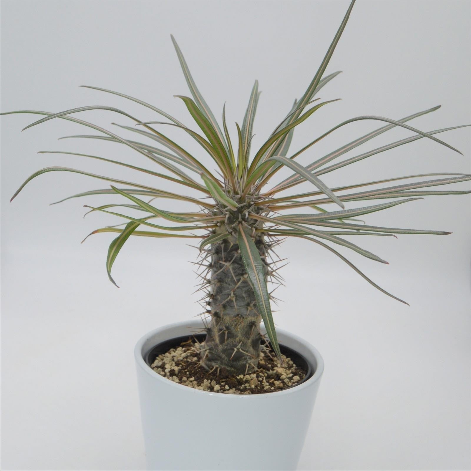 pasiora-pachypodium-geayi-sukkulente-12cm-topf image 1