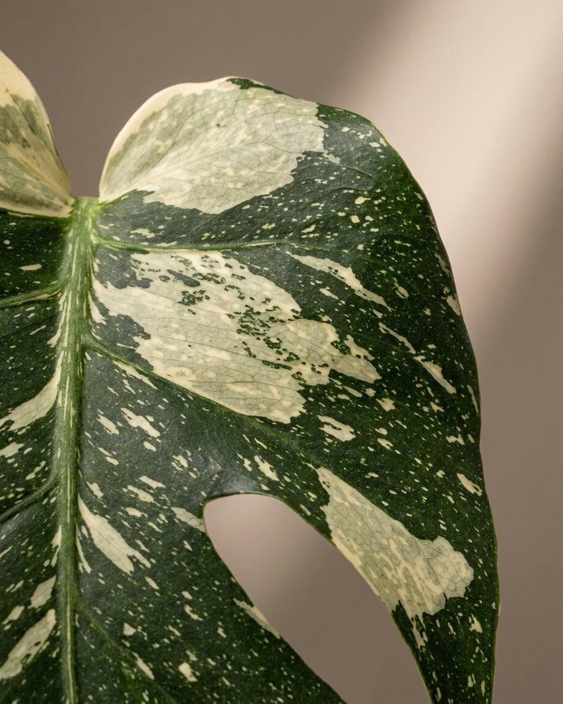 feey-monstera-thai-constellation-panaschiertes-fensterblatt image 4