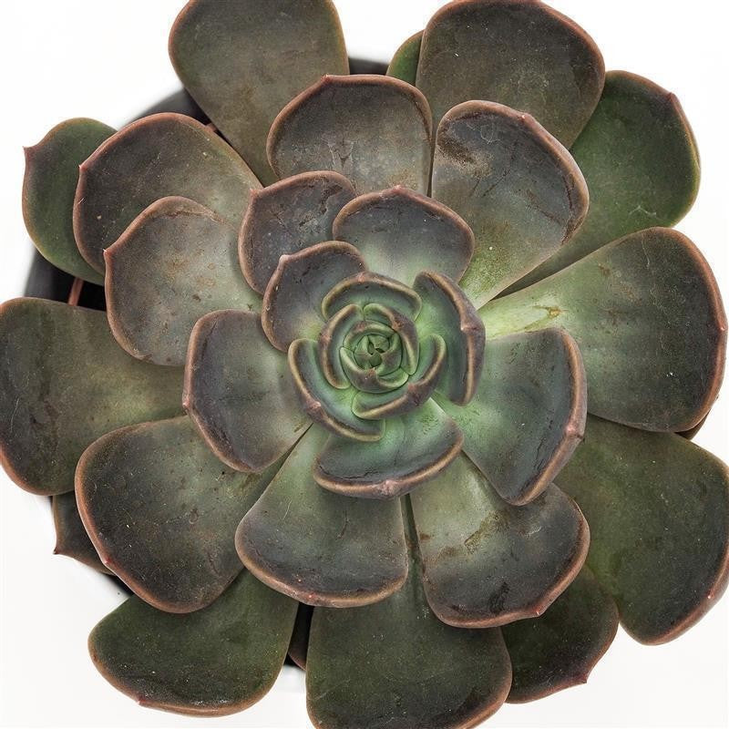 pasiora-echeveria-marrom-echeverie-sukkulente-10-5-cm-topf image 2