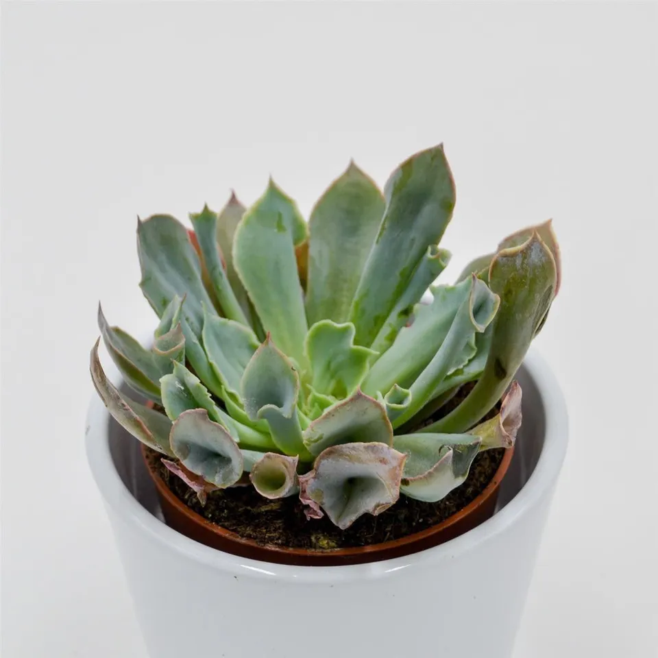 pasiora-echeveria-trumpet-pinky-sukkulente-8-5-cm-topf image 1