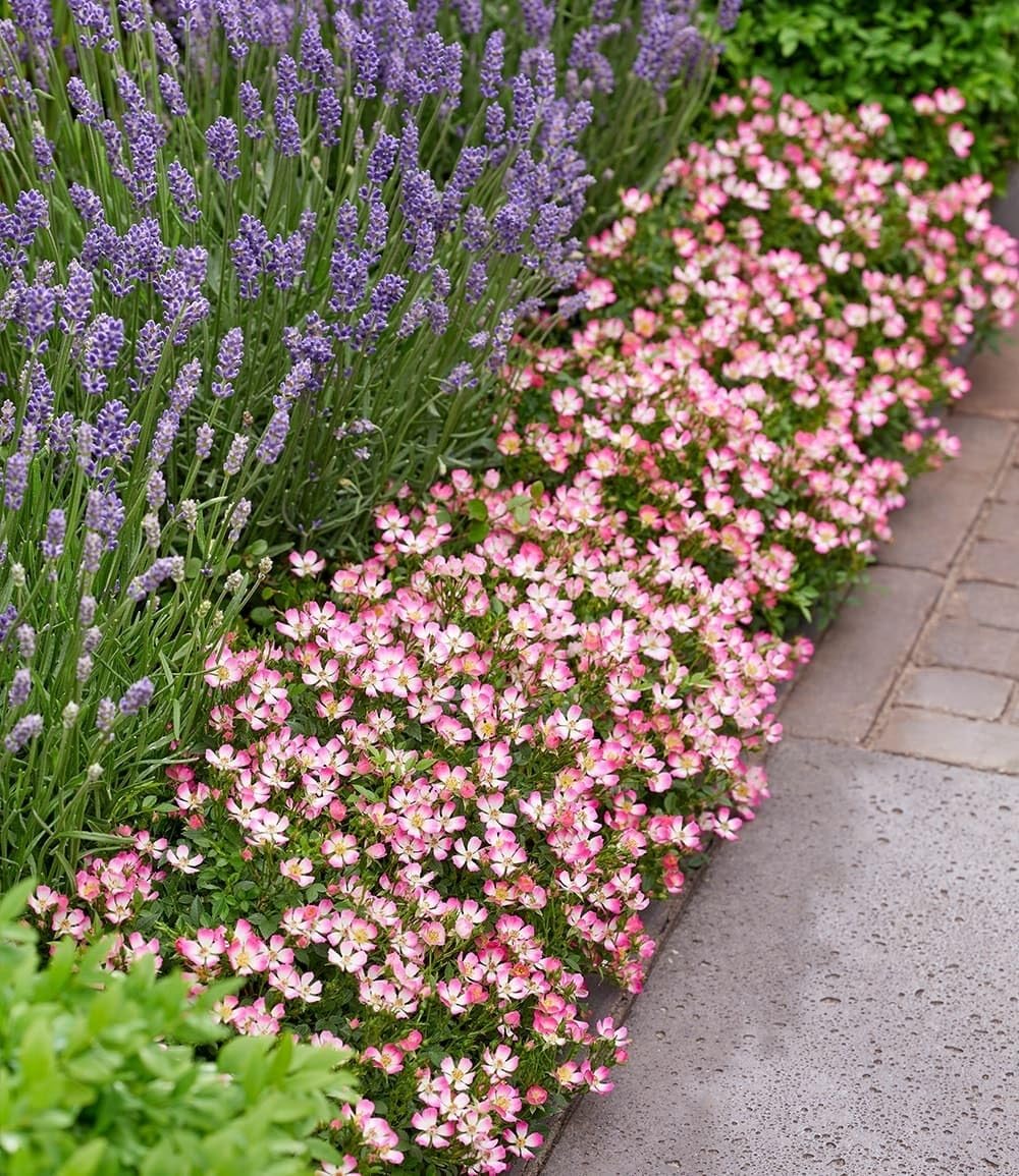 baldur-garten-alpin-rose-cutie-pie-zwerg-rose-im-9x9-cm-topf image 5