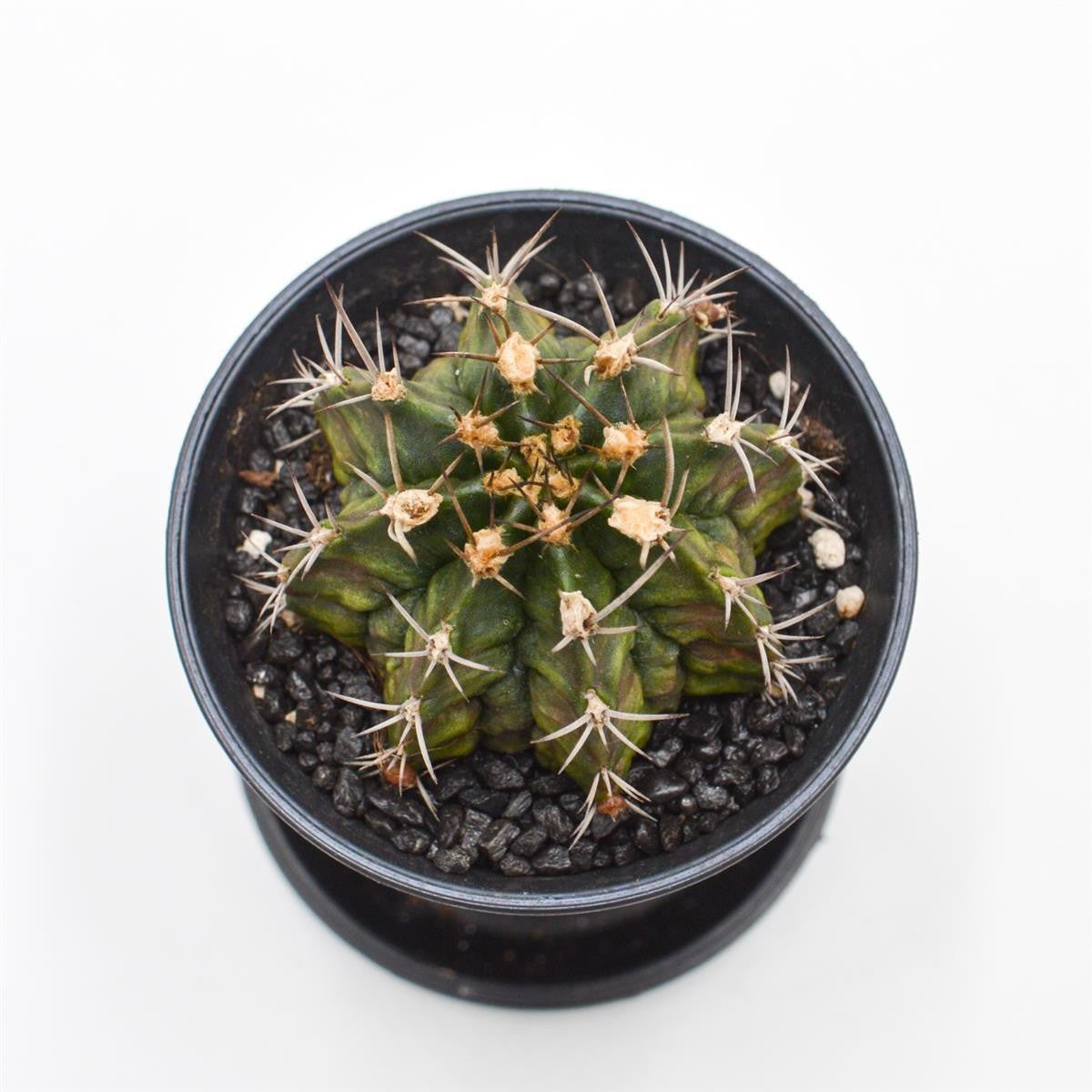 pasiora-gymnocalycium-mihanovichii-t-rex-sukkulente-8-cm image 2