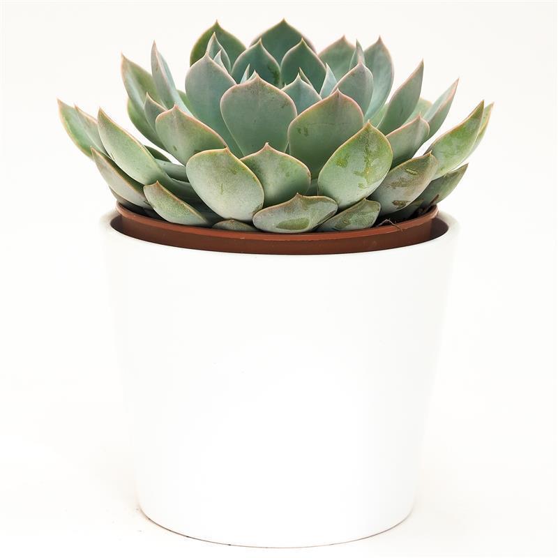 pasiora-echeveria-grande-cinza-sukkulente-12-cm-topf image 3