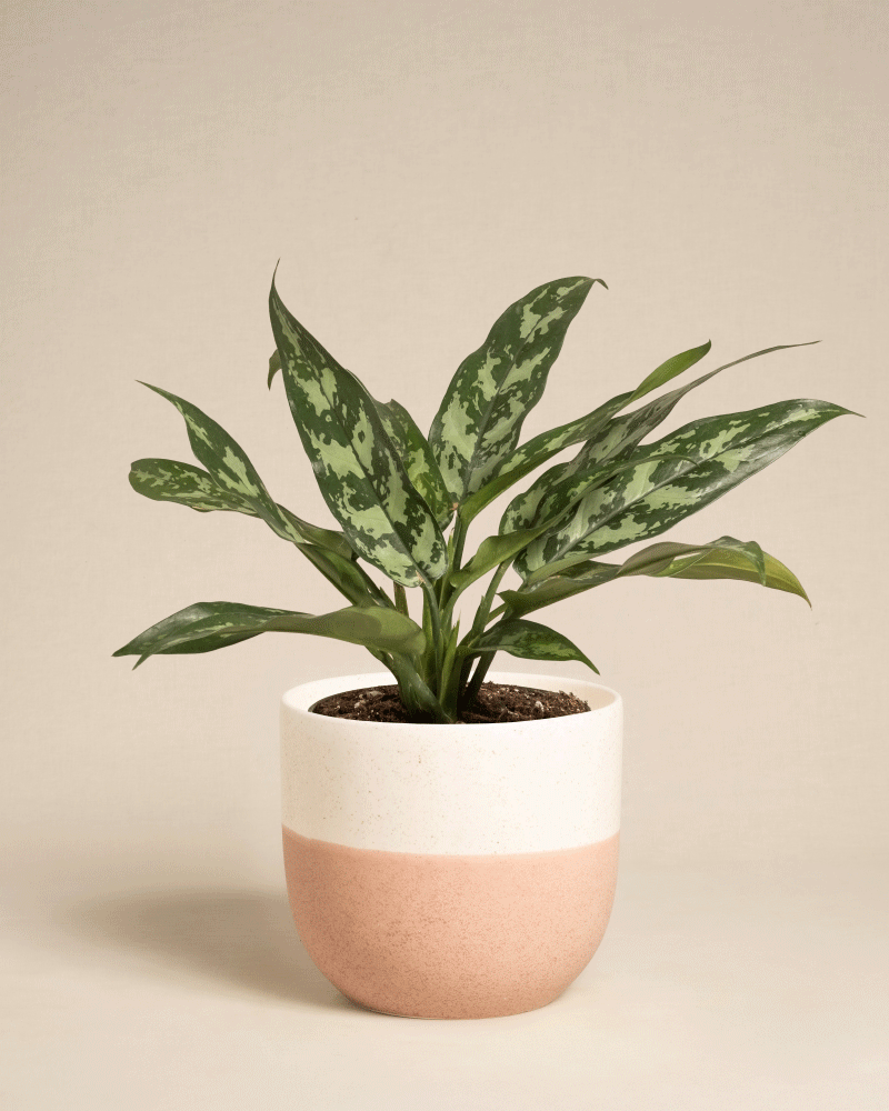 feey-aglaonema-maria-zimmerpflanze image 7
