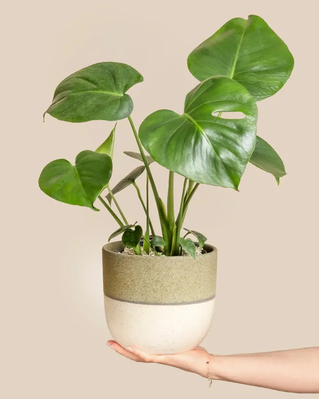 feey-monstera-deliciosa-zimmerpflanze-fensterblatt image 1