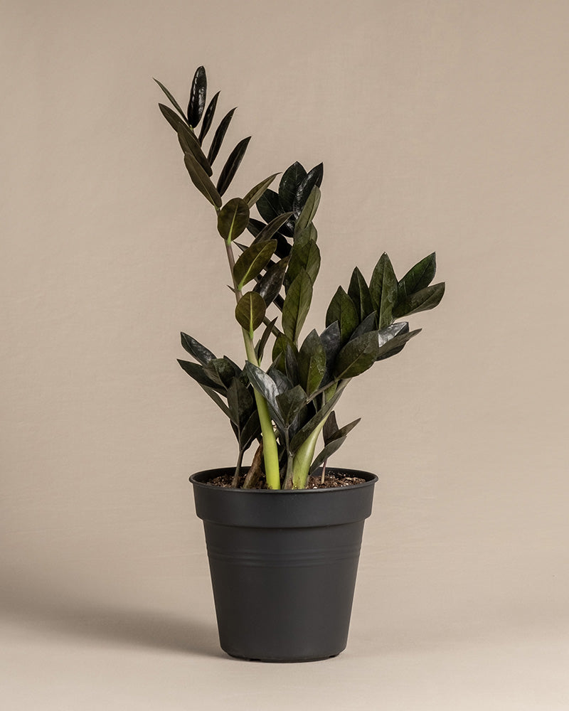 feey-schwarze-gl-cksfeder-zamioculcas-raven-zimmerpflanze image 3