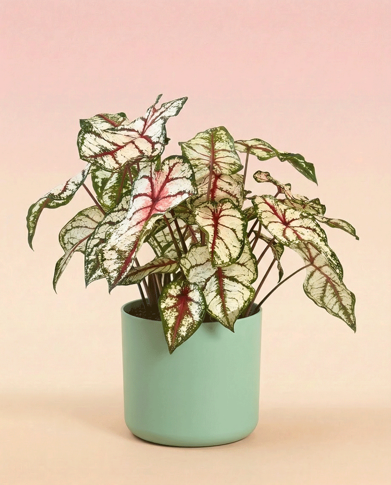 feey-caladium-bottle-rocket-zimmerpflanze image 6
