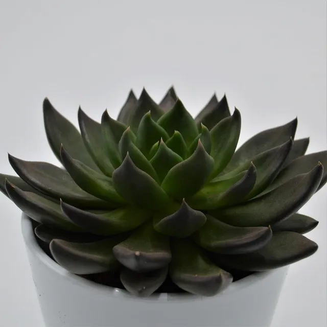 pasiora-echeveria-black-knight-echeverie-10-5cm-topf image 1