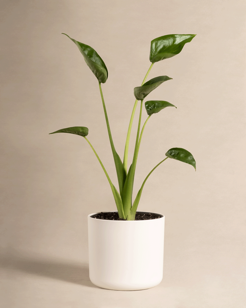 feey-alocasia-tiny-dancer-pfeilblatt-zimmerpflanze image 8