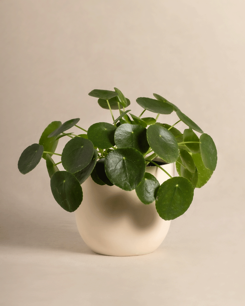 feey-ufopflanze-pilea-peperomioides-tierfreundlich-klein image 7