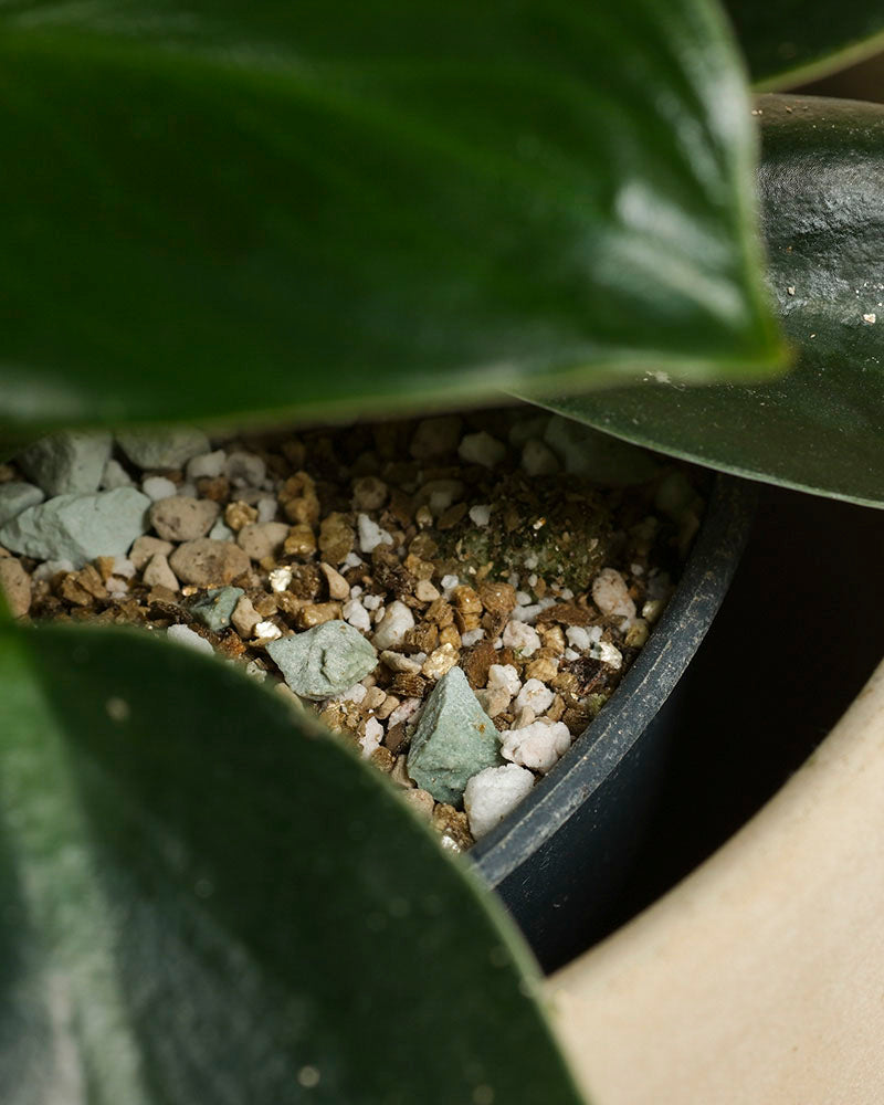 feey-philodendron-imperial-green-zimmerpflanze-baumfreund image 7