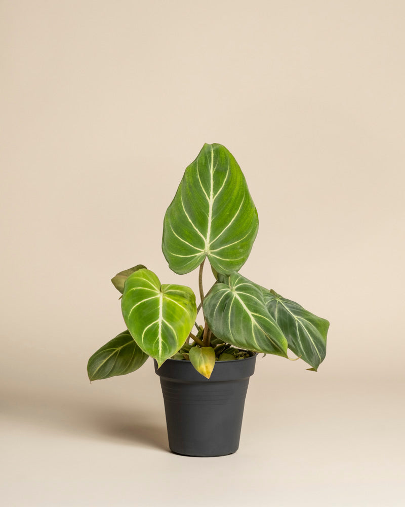 feey-philodendron-gloriosum-zimmerpflanze image 3