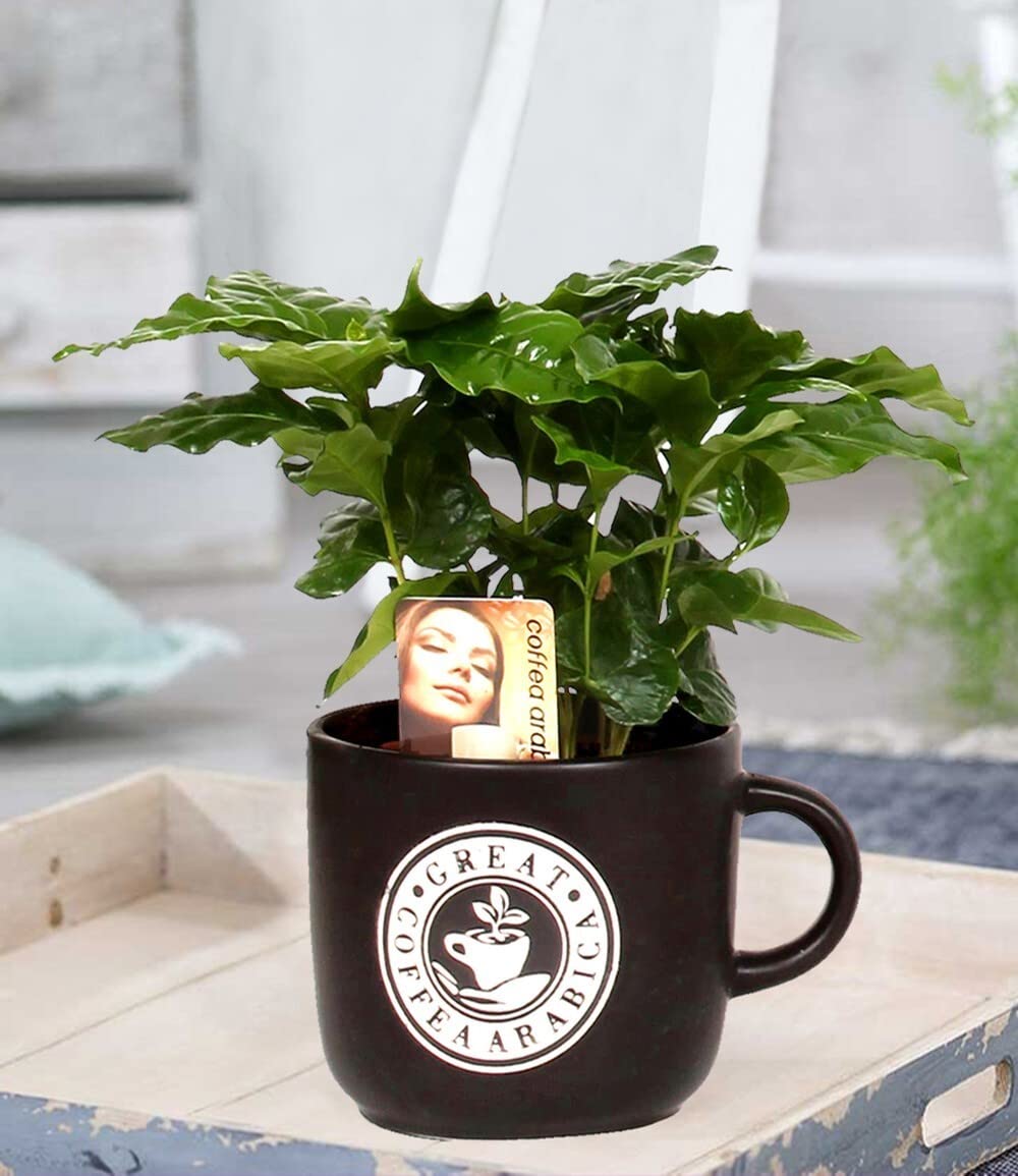 baldur-garten-coffea-arabica-kaffeepflanze-im-12-cm-barista-keramiktopf image 5