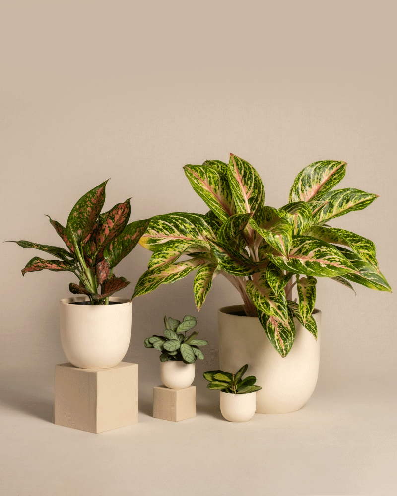 feey-tropical-beauty-set-4er-zimmerpflanzen-set image 6