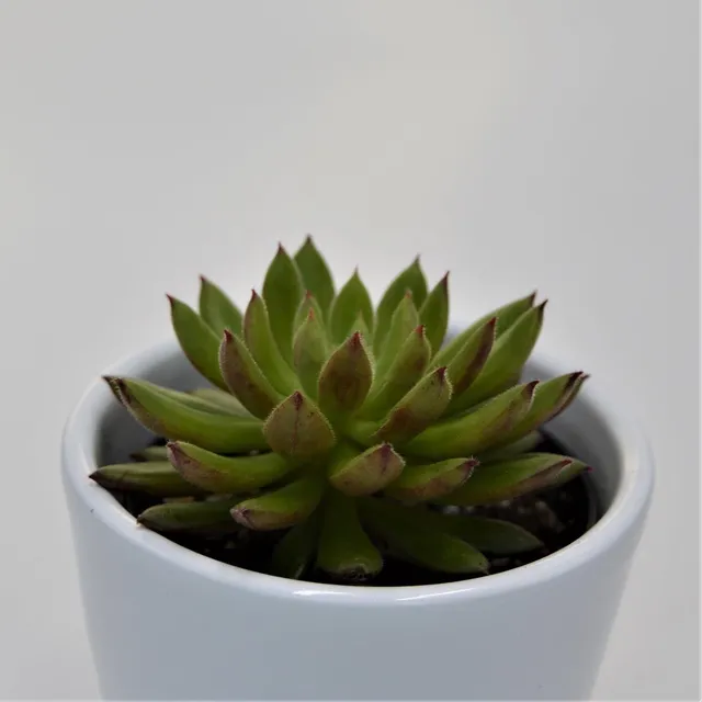 pasiora-echeveria-spruce-oliver-sukkulente-6cm image 1