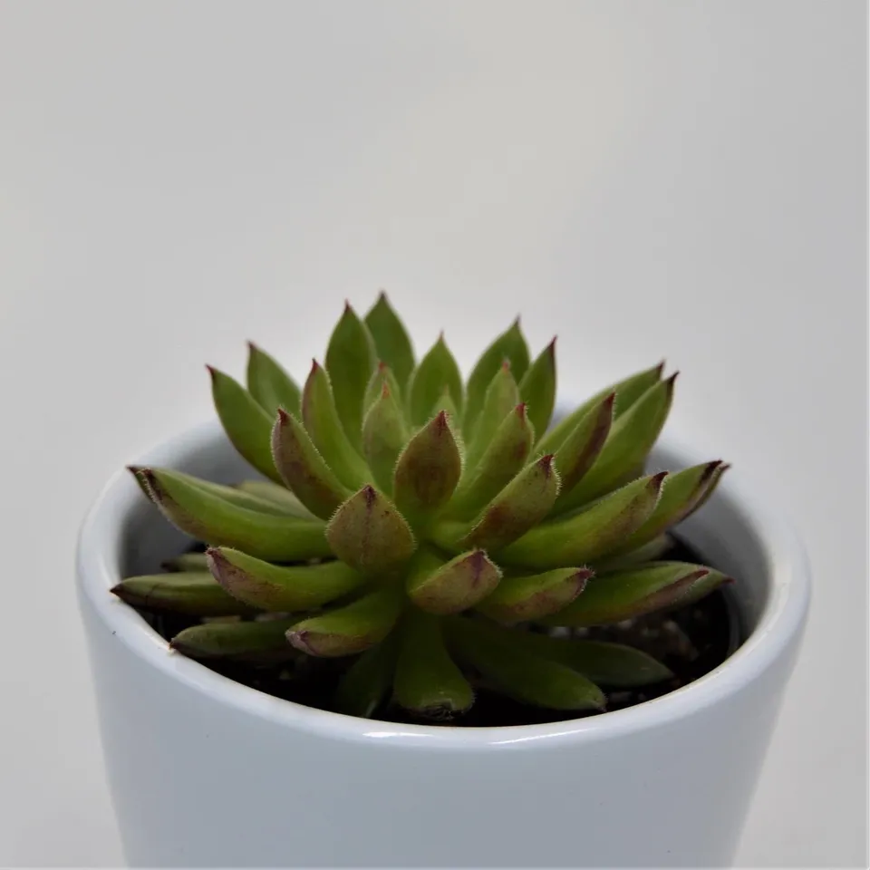 pasiora-echeveria-spruce-oliver-sukkulente-6cm image 1