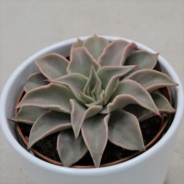 pasiora-echeveria-madiba-sukkulente-im-10-5cm-topf image 1