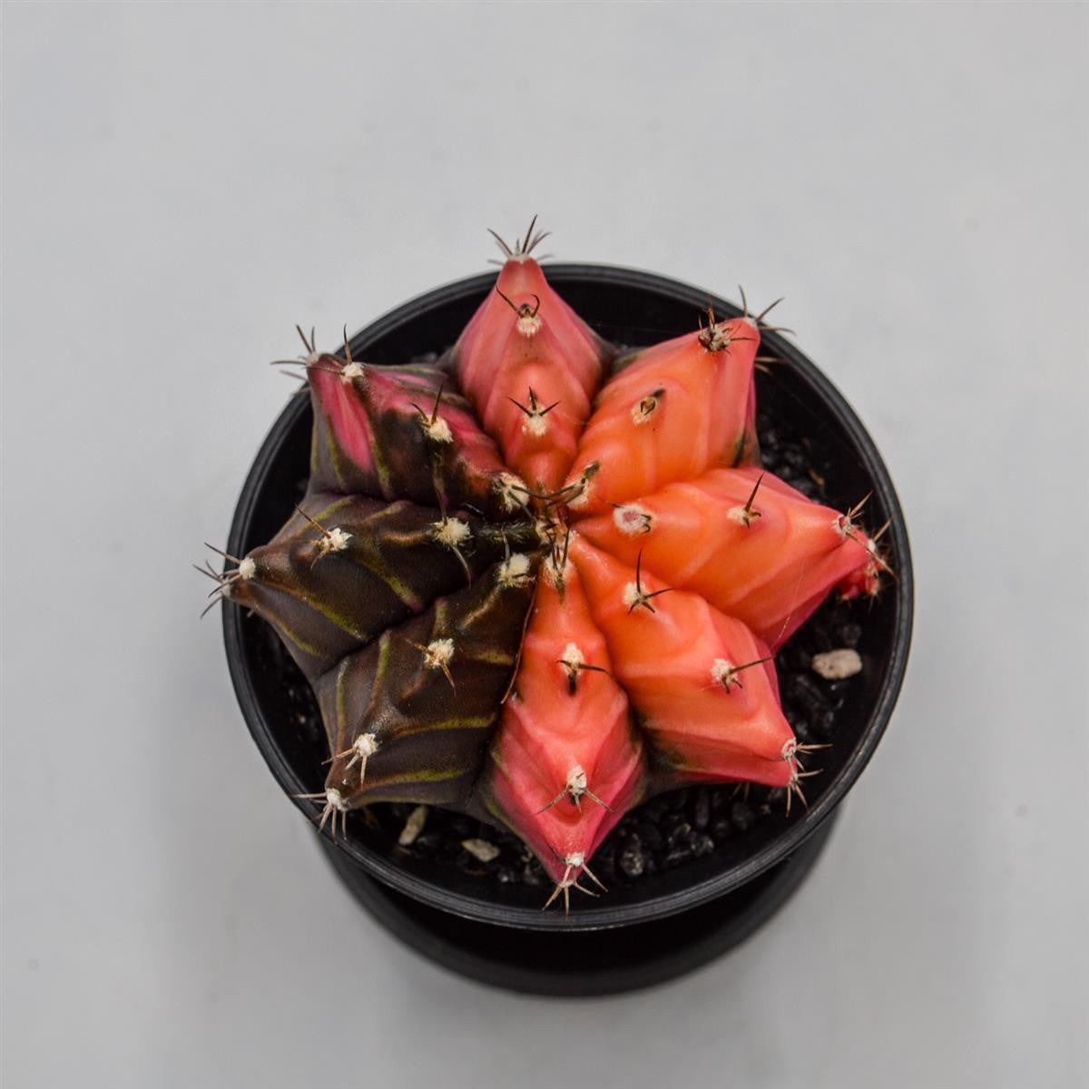 pasiora-gymnocalycium-mihanovichii-f-variegata-kaktus-8cm image 3