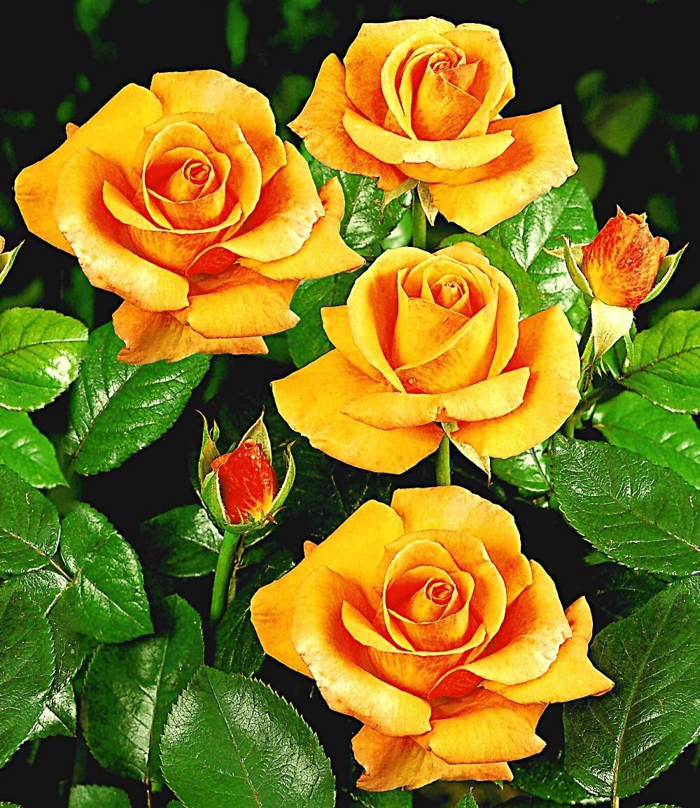 baldur-garten-duftende-edelrose-maja-oetker-wurzelballiert image 2