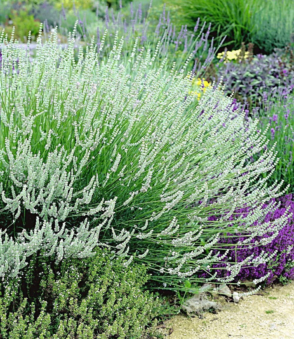 baldur-garten-winterharte-stauden-lavendel-mix-9er-set-im-9x9-cm-topf image 5