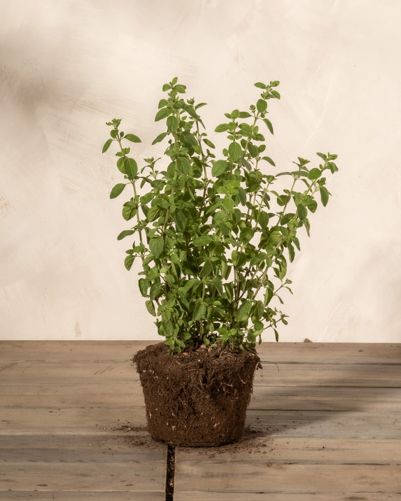 feey-oregano-origanum-vulgare-kr-uterpflanze image 3