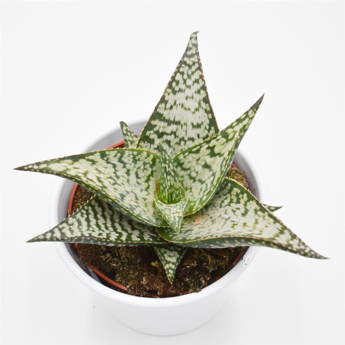pasiora-aloe-aculeata-wilderness-sukkulente-10-5-cm image 3
