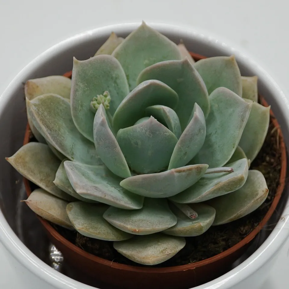 pasiora-sedum-suaveolens-sukkulente-8-5cm-topf image 1