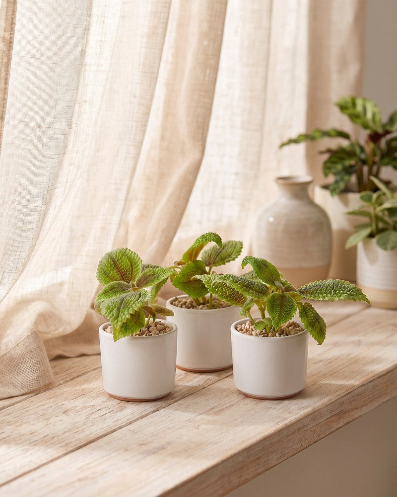 feey-baby-pilea-moon-valley-3er-set image 2