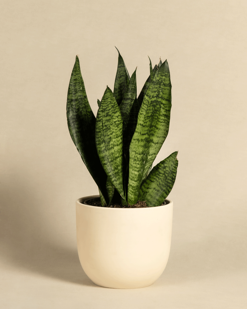 feey-gr-ne-schwiegermutterzunge-sansevieria-klein image 6