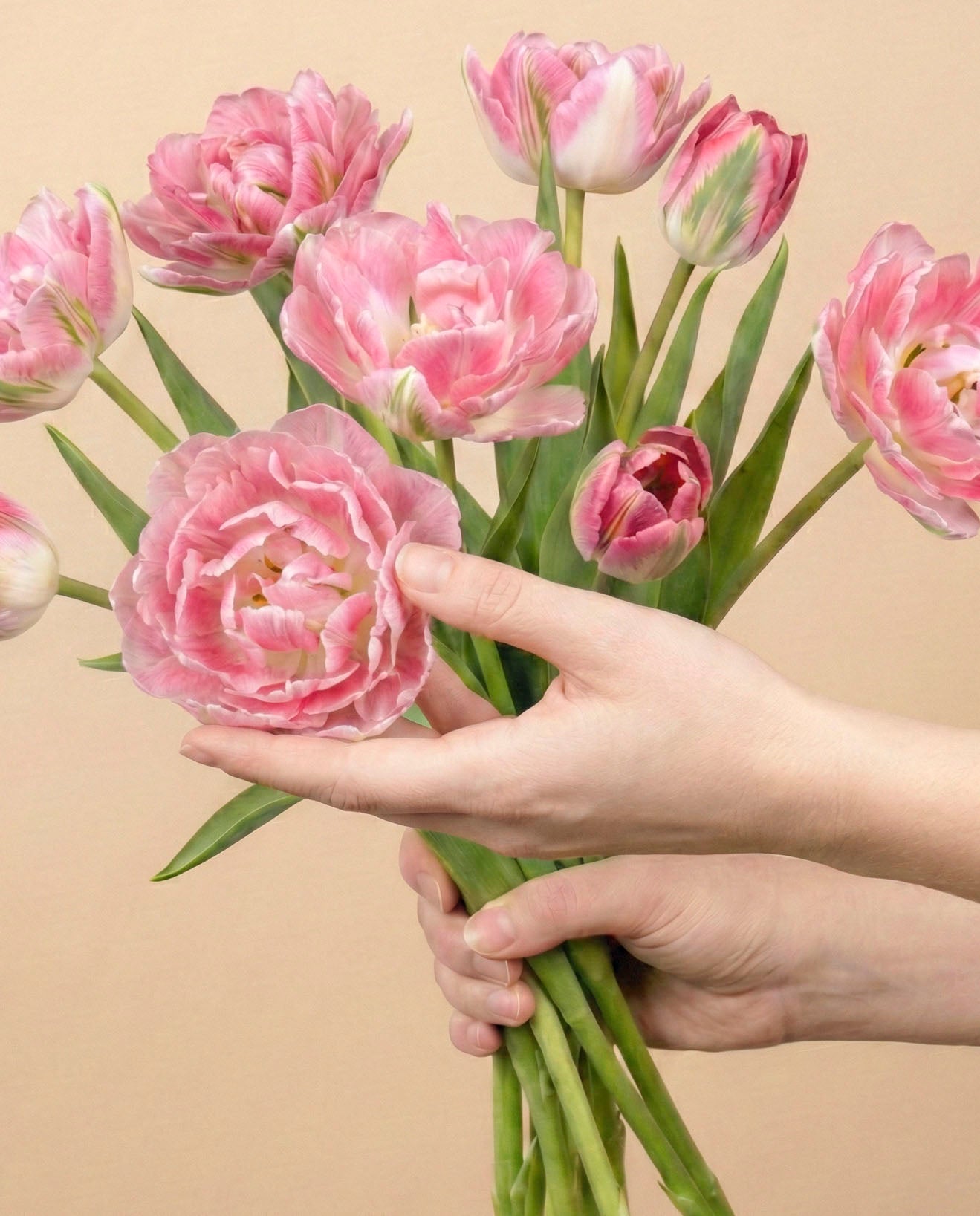 feey-tulpen-liebesgedicht-rosa-tulpenstrau image 1