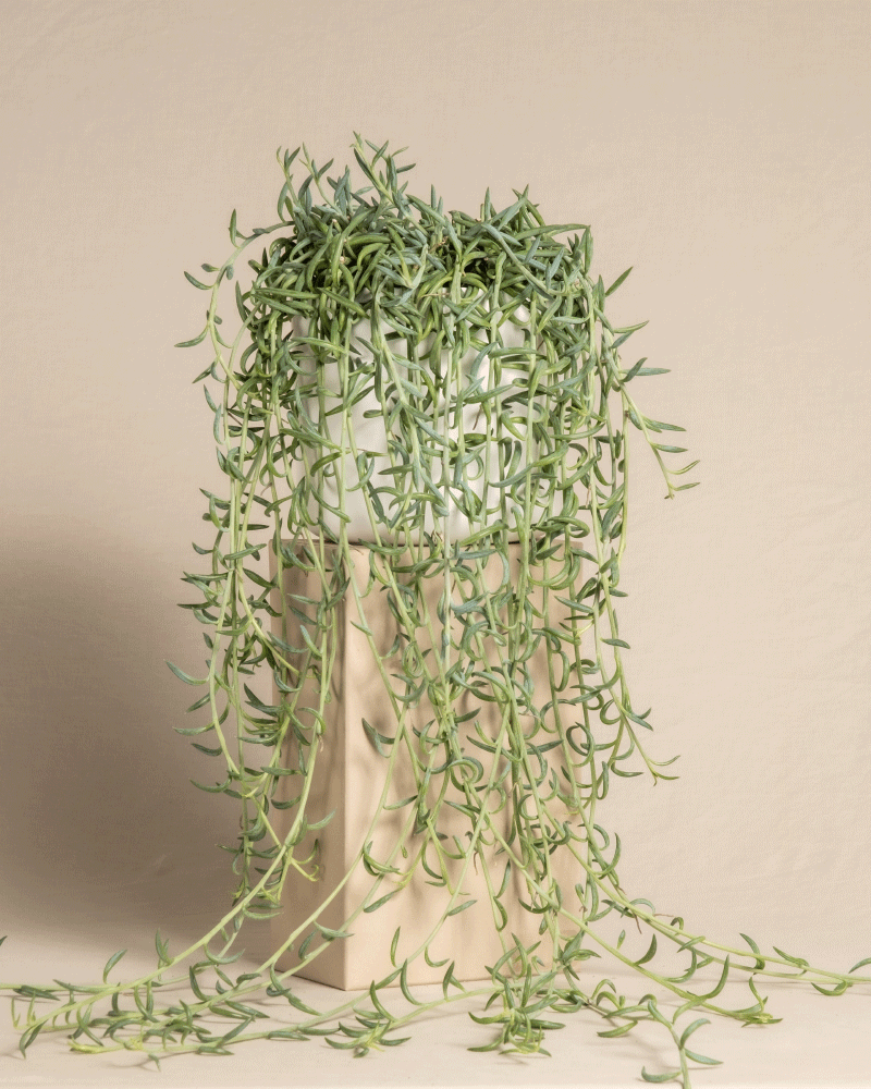 feey-senecio-radicans-string-of-bananas-h-ngepflanze image 8