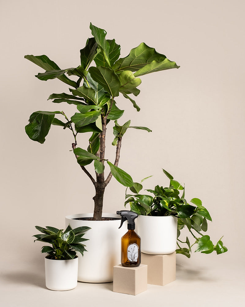 feey-urban-jungle-set-3-pflanzen-spr-her-gro image 5