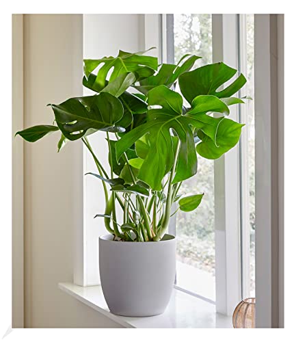 baldur-garten-monstera-deliciosa-fensterblatt-12-cm-topf image 6