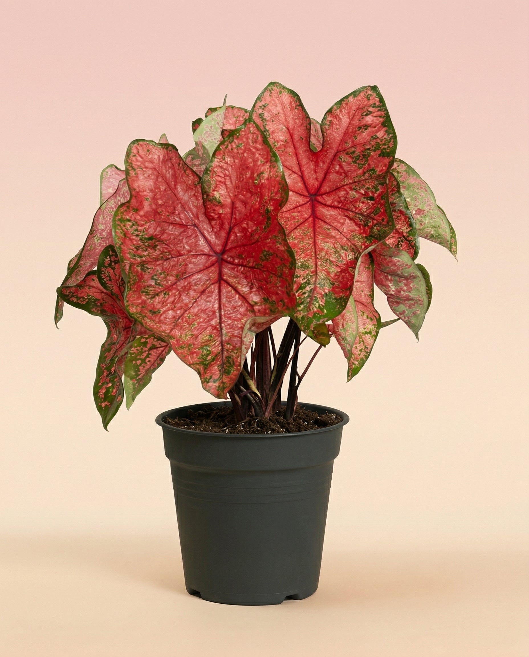feey-caladium-lava-glow-zimmerpflanze image 3