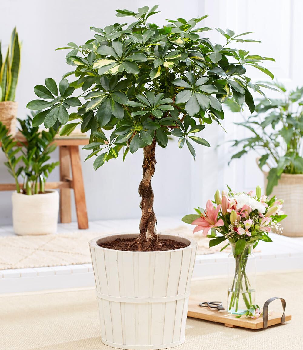 baldur-garten-schefflera-gold-capella-geflochtener-stamm-19-cm-topf image 1