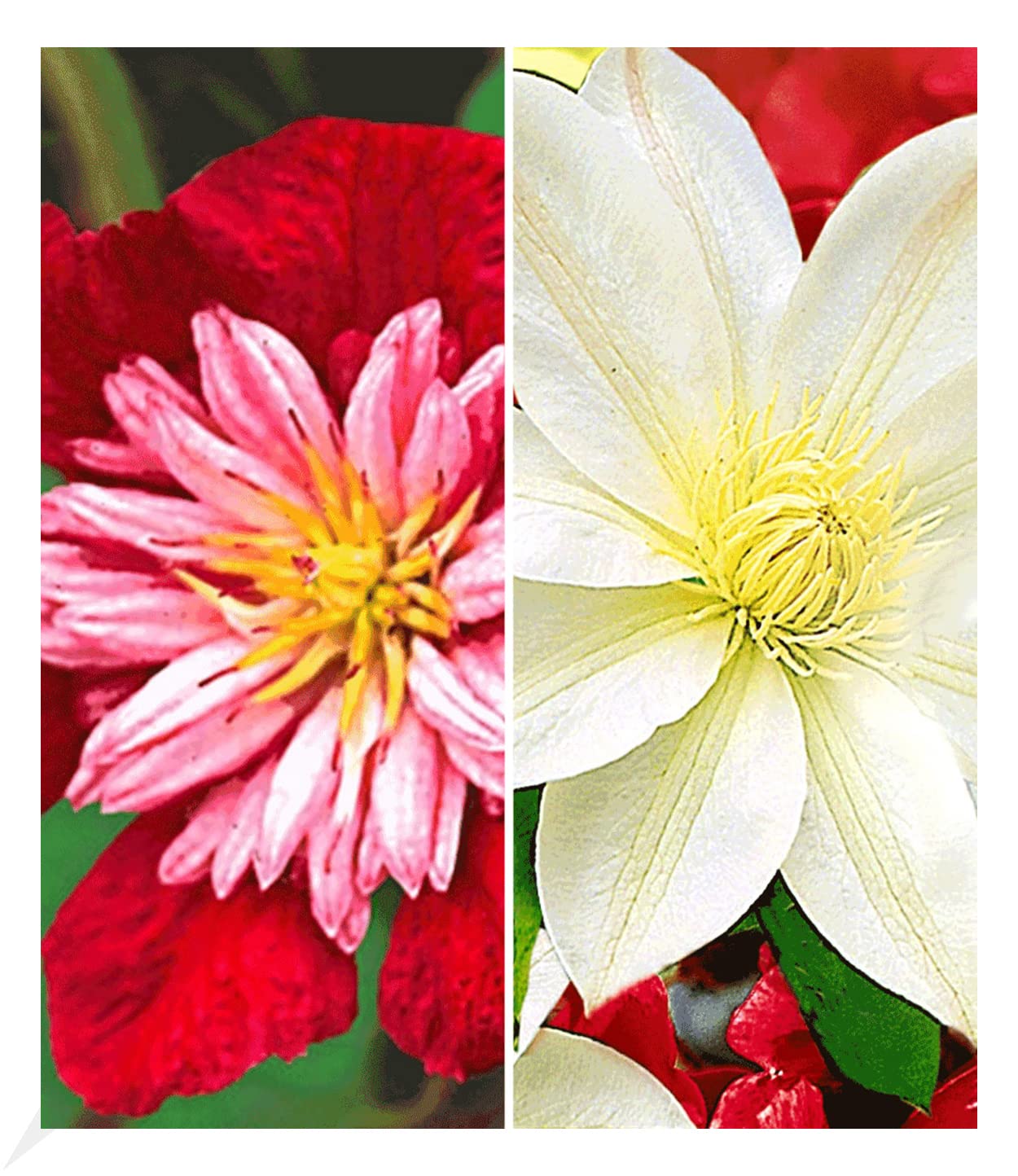 baldur-garten-blaue-clematis-the-president-waldrebe-im-9x9-cm-topf image 8
