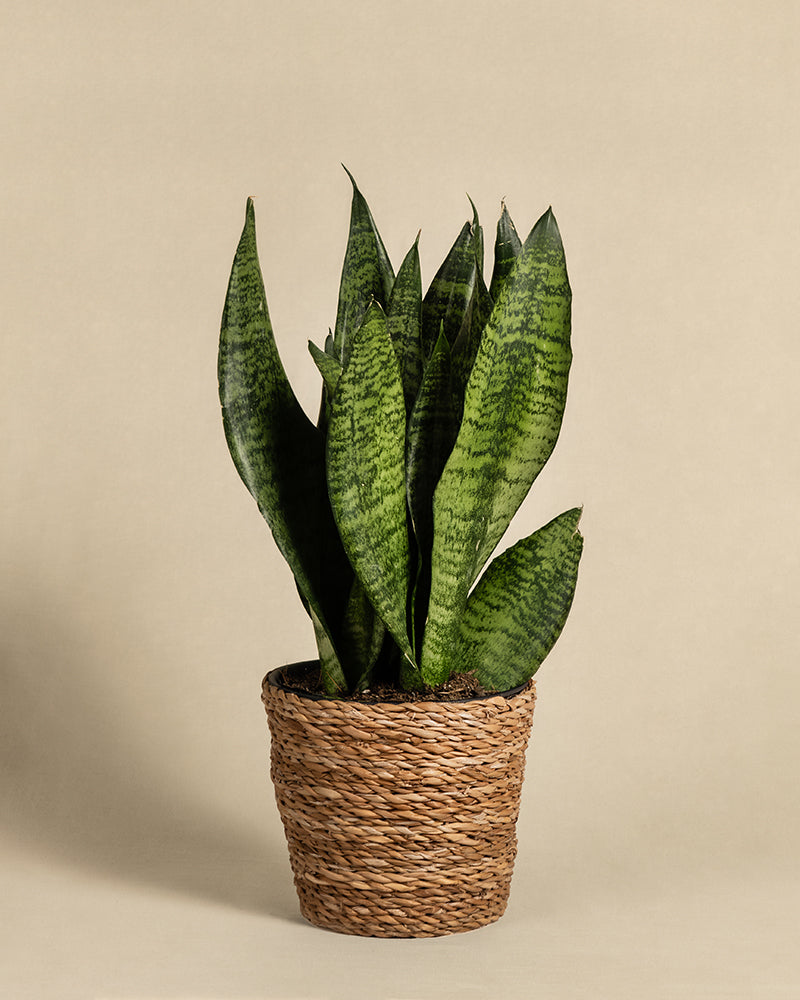 feey-gr-ne-schwiegermutterzunge-sansevieria-klein image 8
