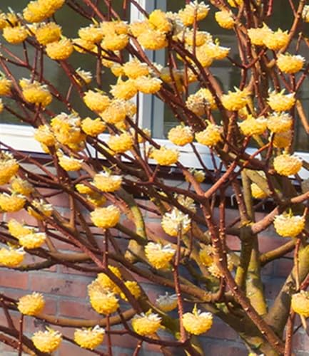 baldur-garten-edgeworthia-grandiflora-papierpflanze-13-cm-topf image 6